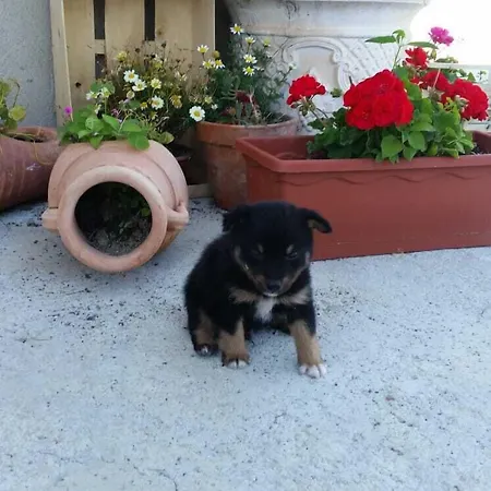 La Vecchia 500 Bed & Breakfast Pignola