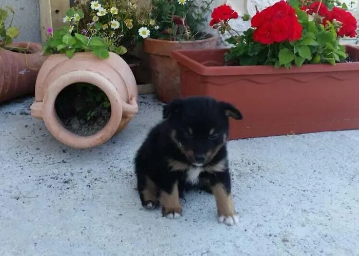 La Vecchia 500 Bed & Breakfast Pignola